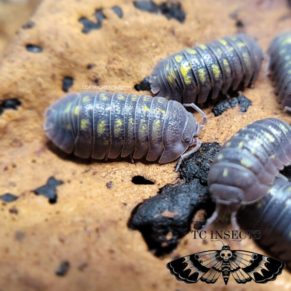 Armadillidium Granulatum