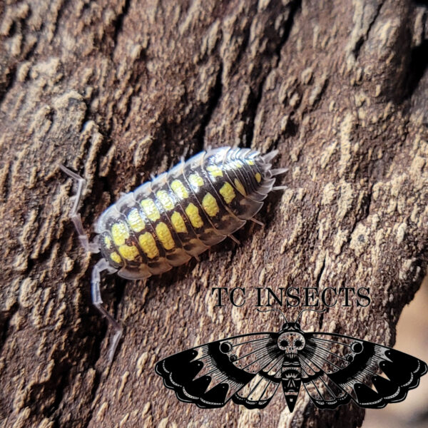 Haasi High Yellow isopod for sale