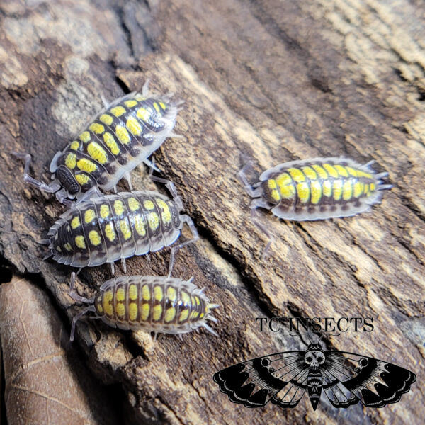 Porcellio Hassi For Sale