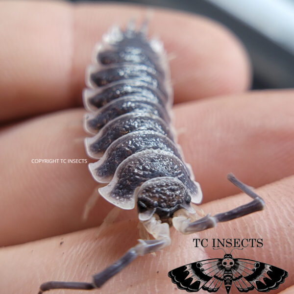 Porcellio Hoffmanseggii. – ‘Titan Isopod’