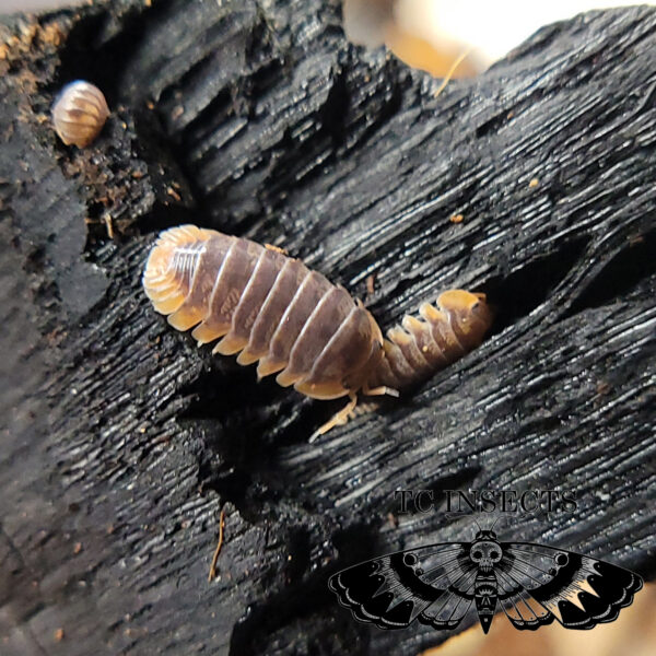 Cubaris Iriomotensis ‘Miyako’