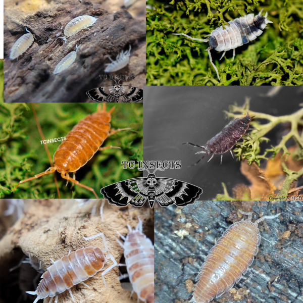 Mixed isopods for sale