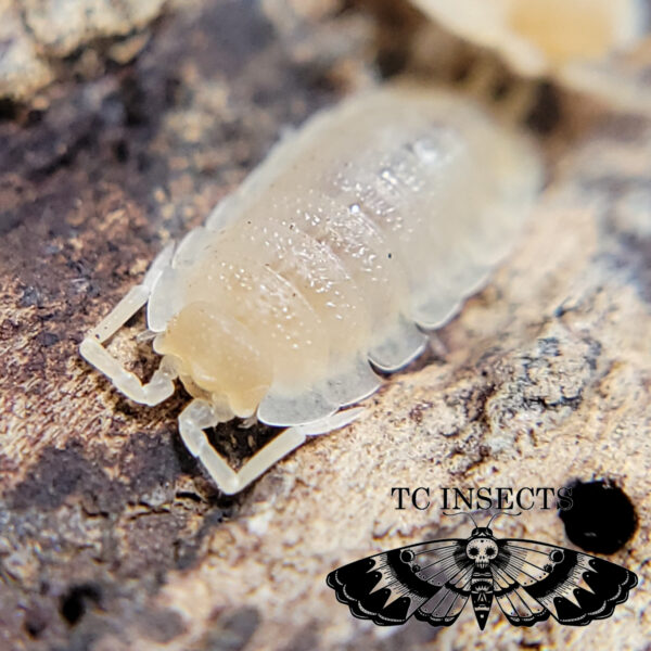 Porcellio scaber ‘Lemon snow”