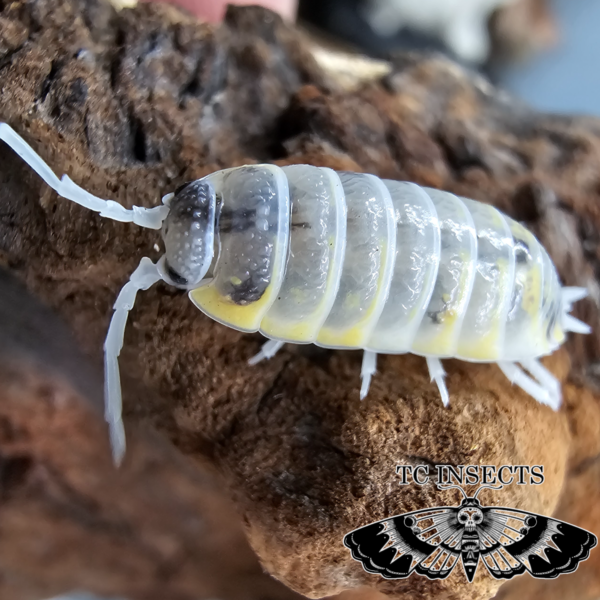 Porcellio Ornatus - "Witch's Brew" for sale