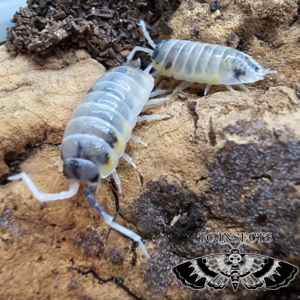 Porcellio Ornatus – “Witch’s Brew”