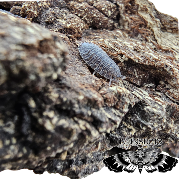 Porcellio Sp. Caramel Spikey