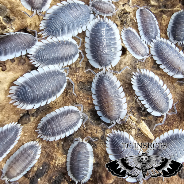 Porcellio Werneri ‘Greek Shield’