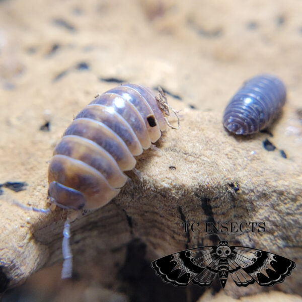 Armadillidium vulgare ‘Punta cana’