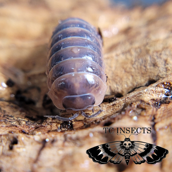 Punta Canta Isopods for sale