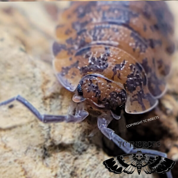 Porcellio scaber ‘Red calico’