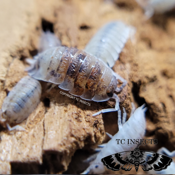 Porcellio scaber ‘Koi’