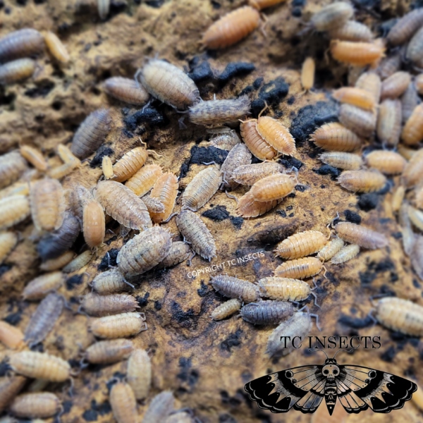 Porcellio scaber ‘Lemonade’