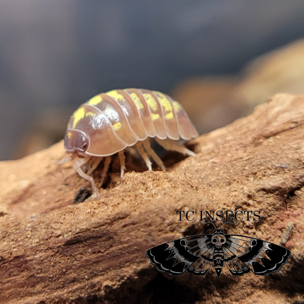 Armadillidium vulgare “T+Albino”