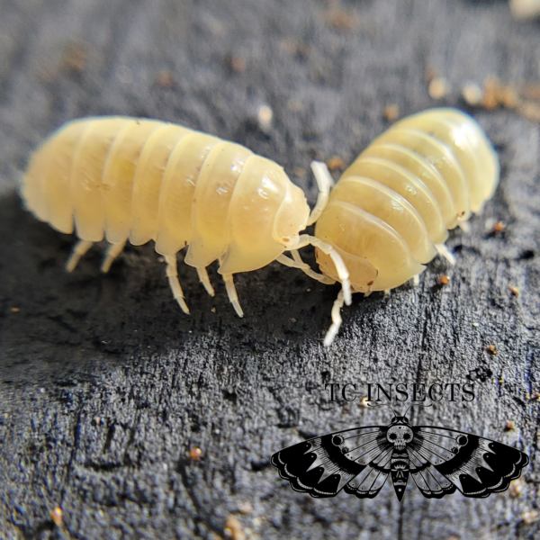 Armadillidium Vulgare T- for sale