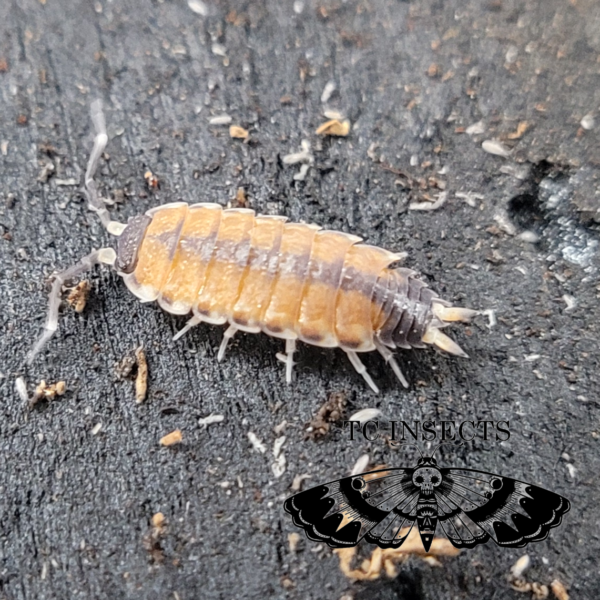 Buy Thai sp. Isopod for sale