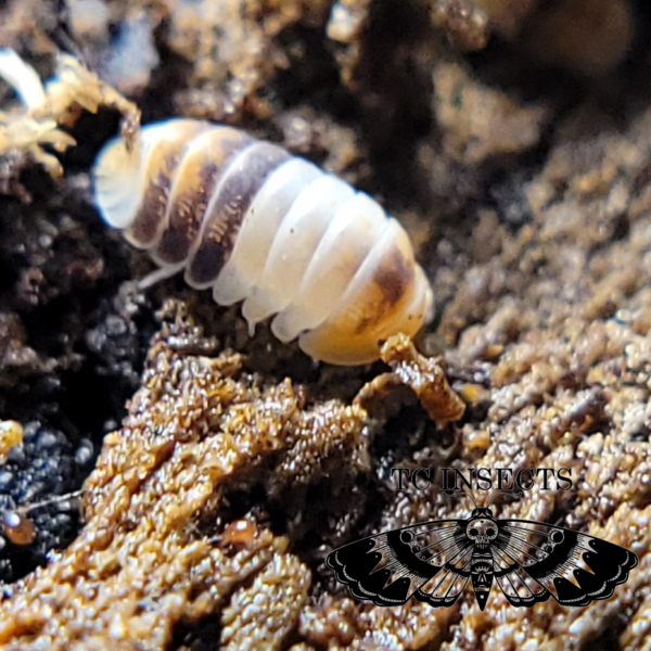 White Shark Isopod for sale