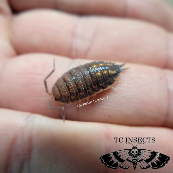 Porcellio ornatus ‘Yellow Dot’