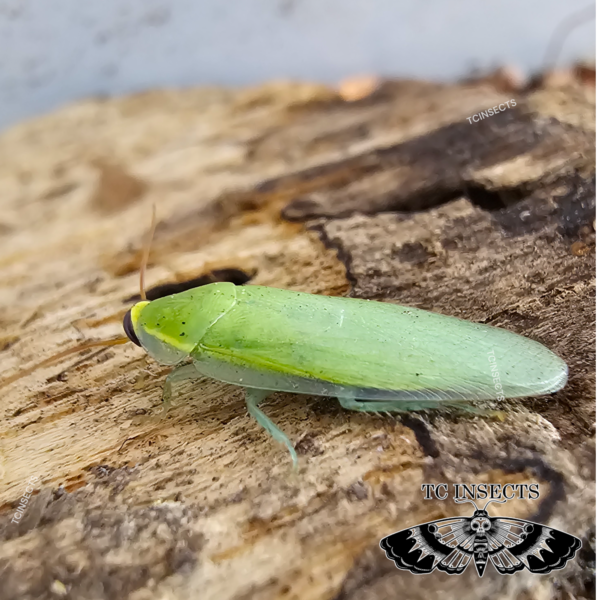 Panchlora sp. giant “Giant Green Banana Roach”