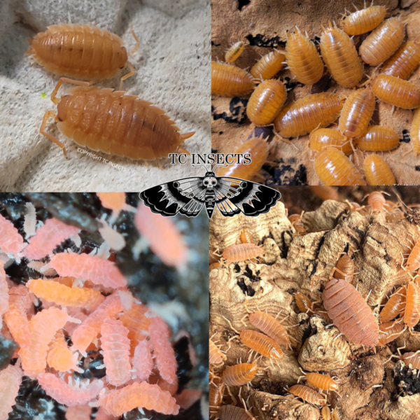 Orange Isopods and Springtails