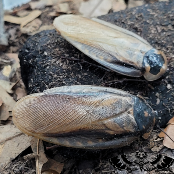 Eublaberus serranus “Headlamp Roach”