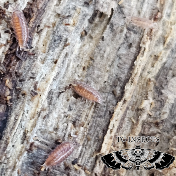 Trichoniscus pusillus “Pygmy woodlouse”