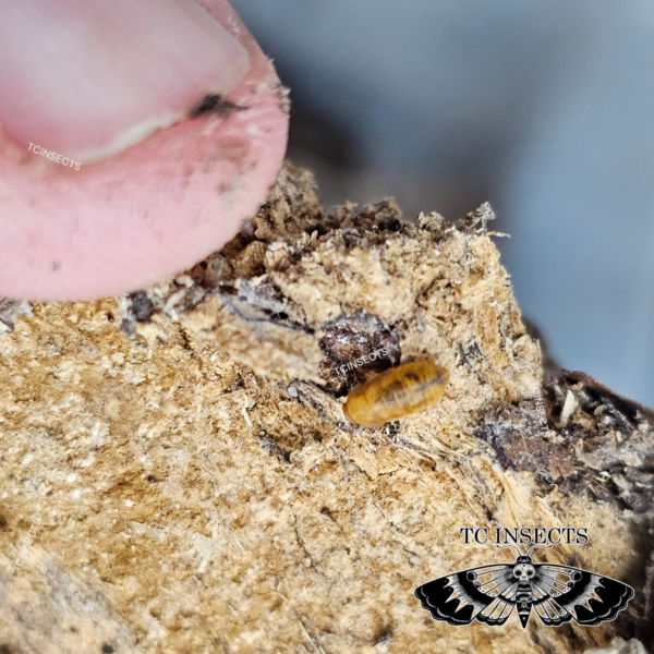 Compsodes schwarzi “Micro Hooded Roach”