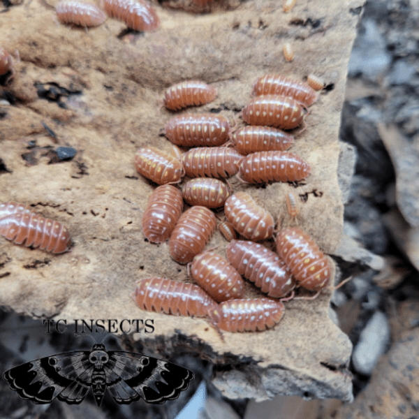 Armadillidium klugii ‘Orange Clown’ Isopods