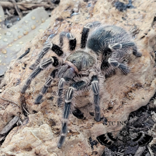 Grammostola pulchripes | Chaco golden knee