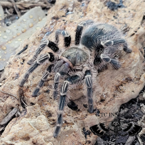 Chaco golden knee (Grammostola pulchripes)