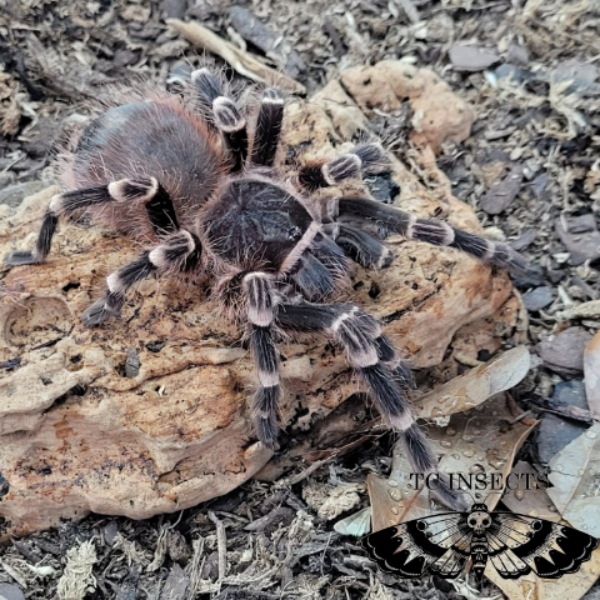 Brazilian Black and white tarantula (Acanthoscurria Brocklehurst)