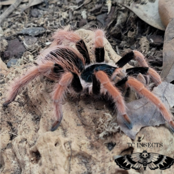 Colombian Giant Red Leg Tarantula (Megaphobema robustum)