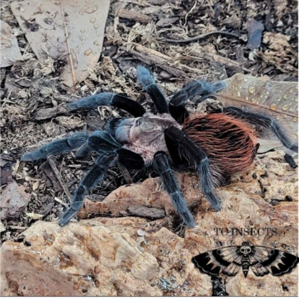 Bold Jumping Spider  Phidippus adax - 40% OFF