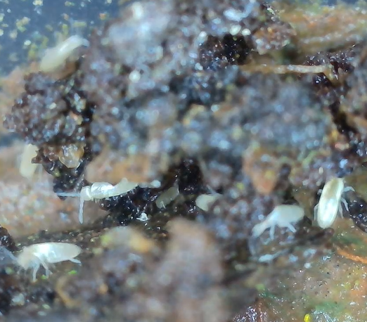 Buy Arid Springtails for sale | Bioactive Wood Runner