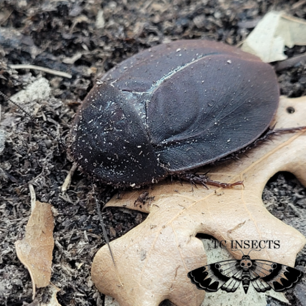 Ergaula pilosa “Big black beetle mimic Roach”