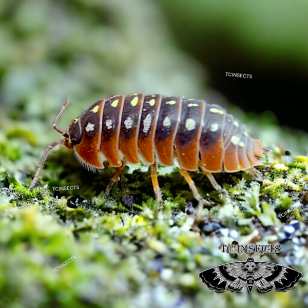 Armadillidium klugii ‘Montenegro”