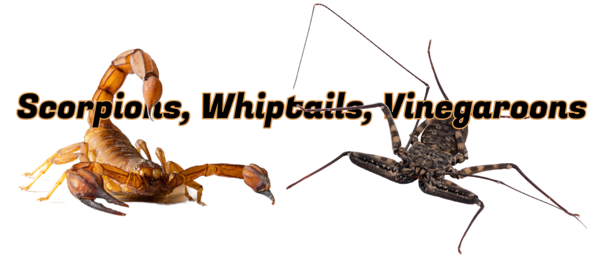 Vinegaroons, Whiptails, & Scorpions For Sale