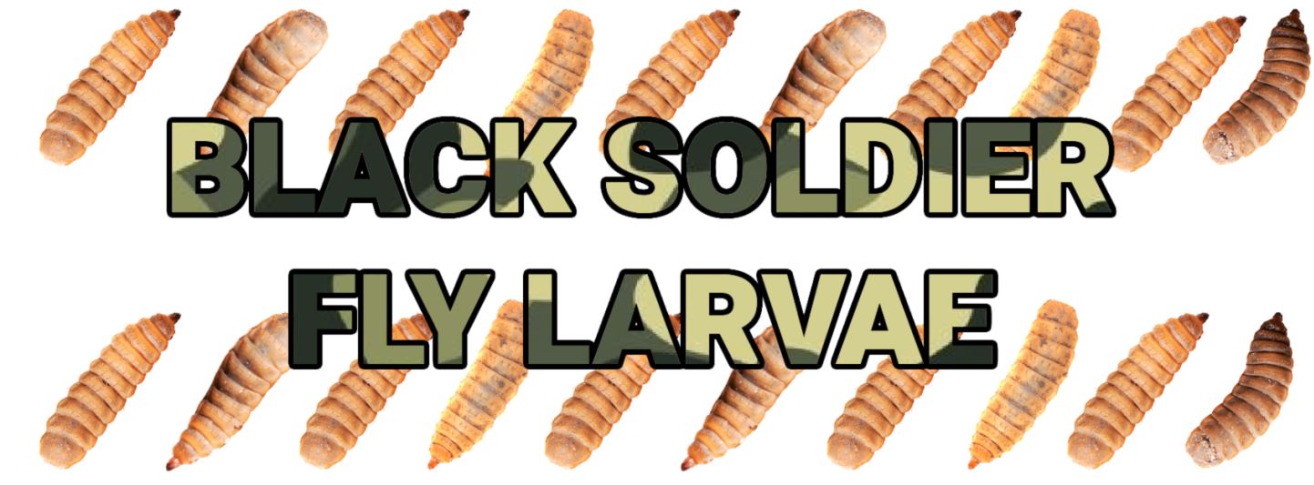 Buy Black Soldier Fly Larvae For Sale