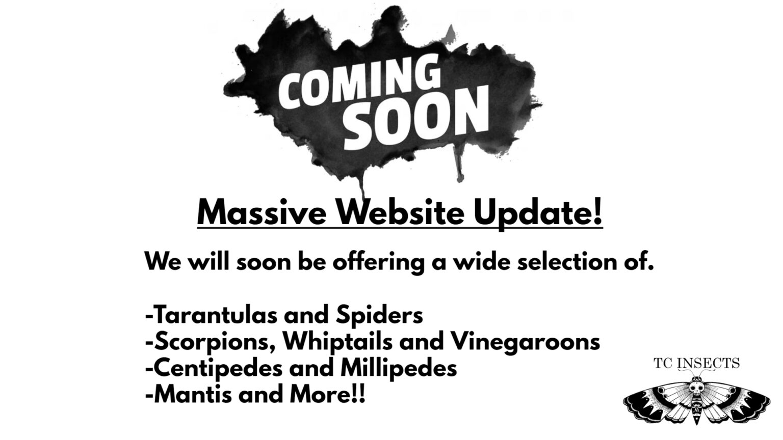 Whiptails, Vinegaroons & Scorpions For Sale Fast Shipping