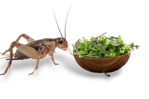 How to Care for Crickets