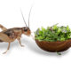 How to Care For Crickets