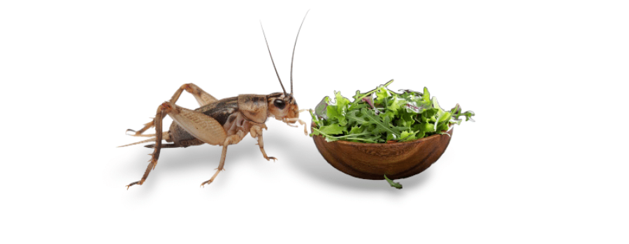 How to Care for Crickets