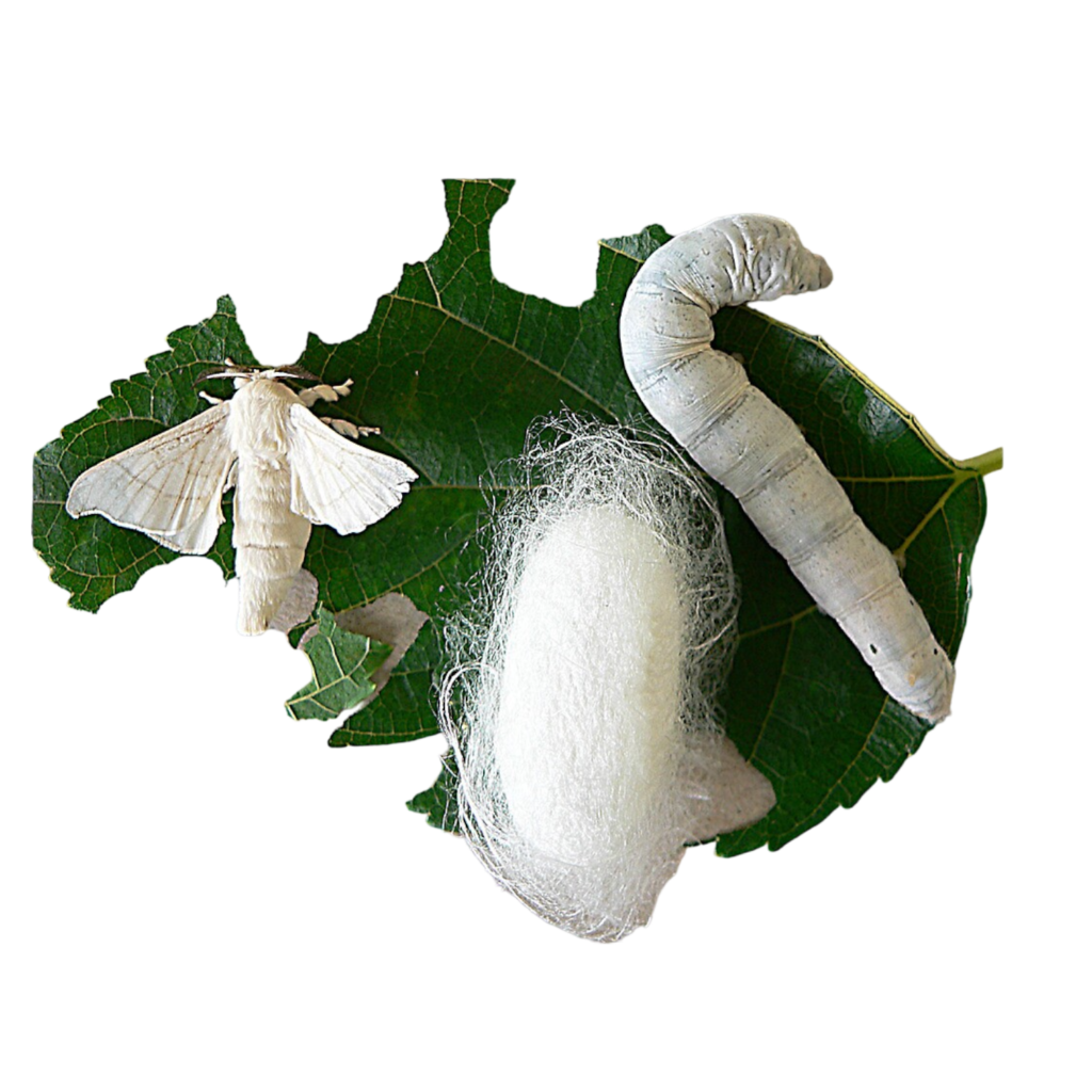 How to care for silkworms