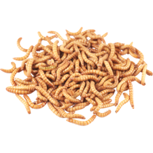 Buy Live Mealworms For Sale
