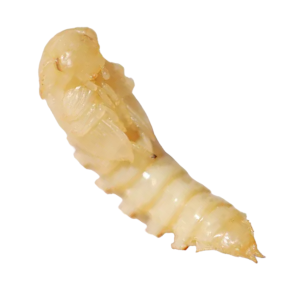 Mealworm Pupae For Sale