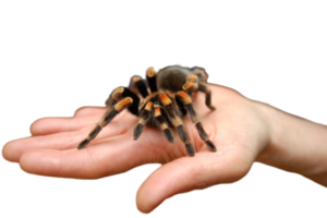 Choosing the right tarantula