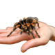 Choosing the Right Tarantula for You