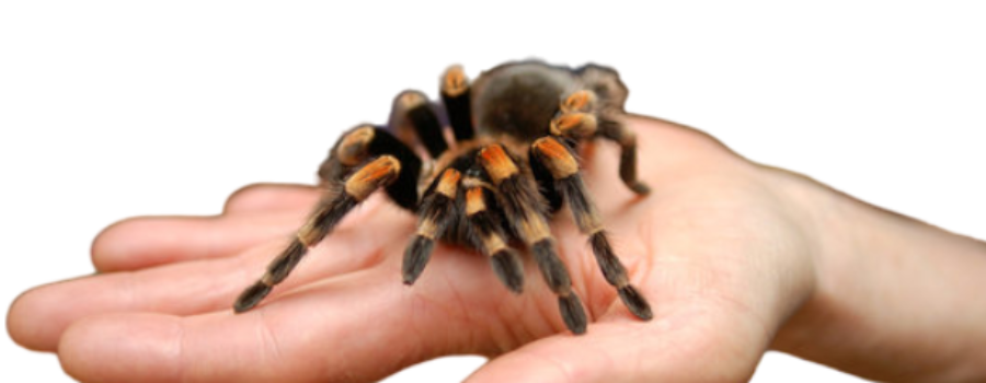 Choosing the right tarantula