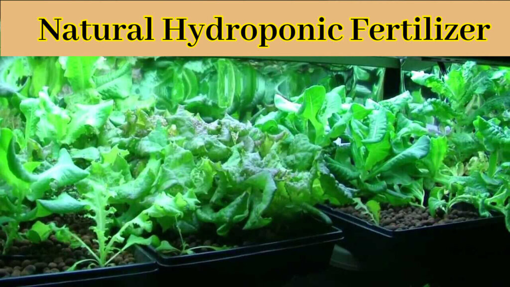 Mealworm Worm Frass For Sale Fast Shipping