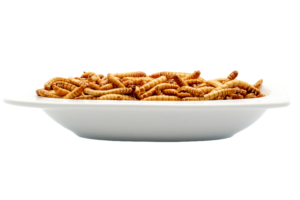 How to care for mealworms