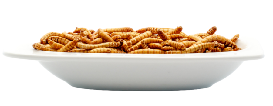 How to care for mealworms